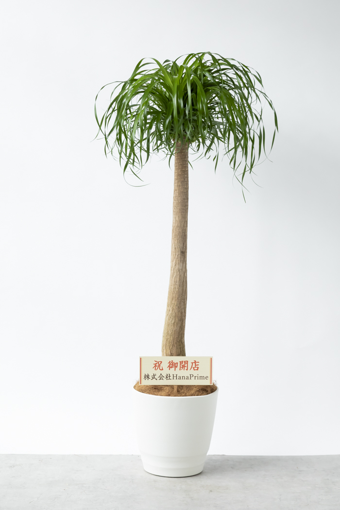 観葉植物 トックリラン ポニーテール（10号鉢）の写真2枚目