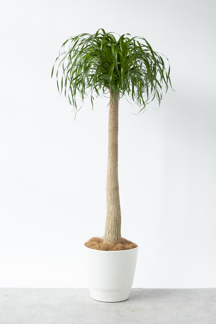 観葉植物 トックリラン ポニーテール（10号鉢）｜HanaPrime（ハナ