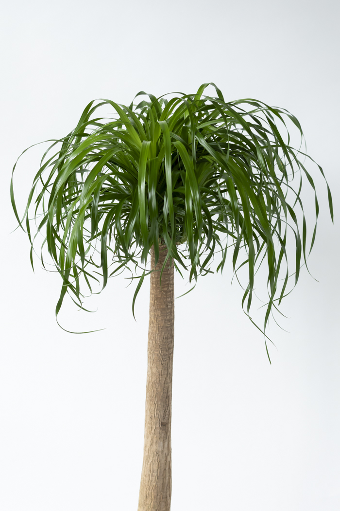 観葉植物 トックリラン ポニーテール（10号鉢）の写真4枚目