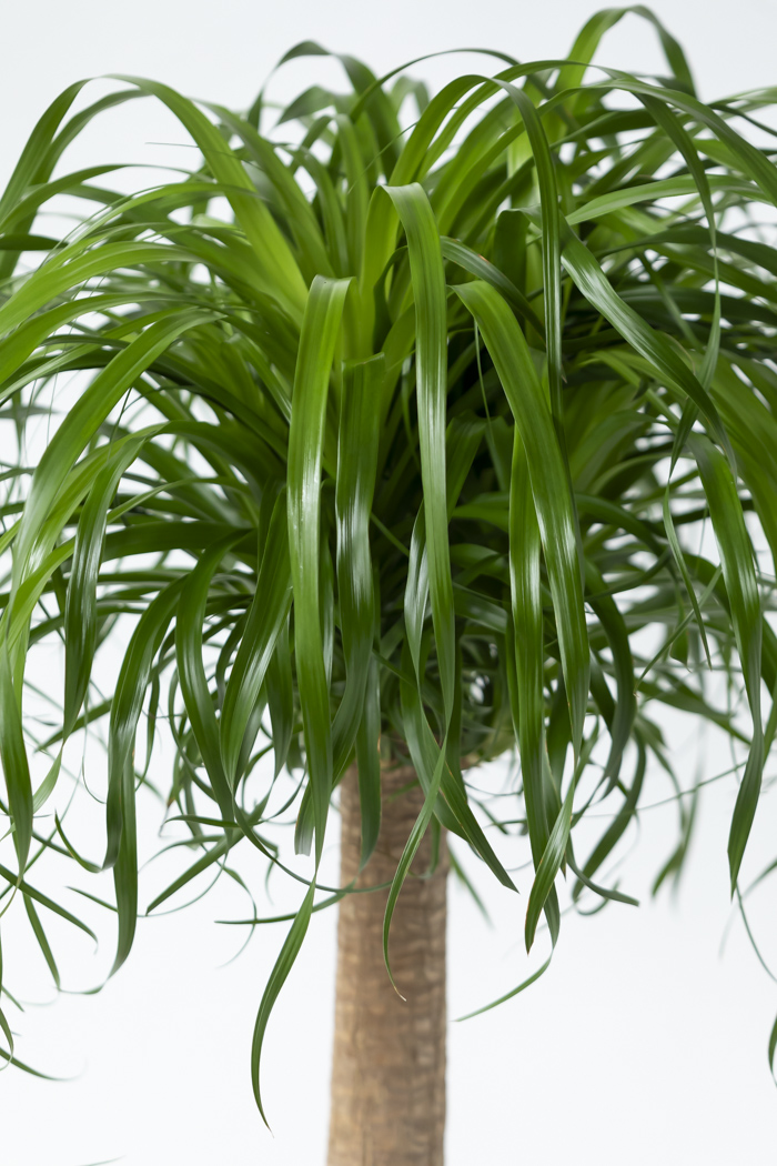 観葉植物 トックリラン ポニーテール（10号鉢）の写真5枚目