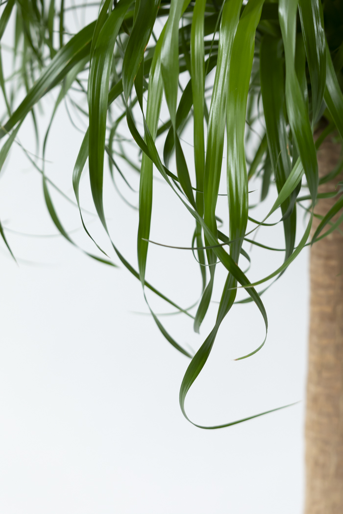 観葉植物 トックリラン ポニーテール（10号鉢）の写真6枚目