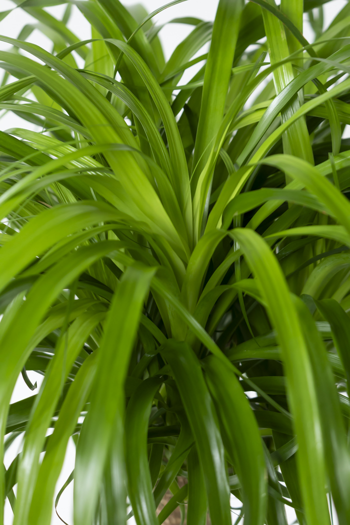 観葉植物 トックリラン ポニーテール（10号鉢）の写真7枚目