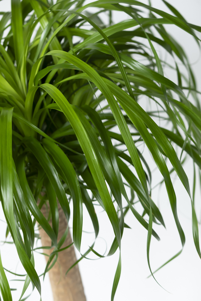 観葉植物 トックリラン ポニーテール（10号鉢）の写真8枚目