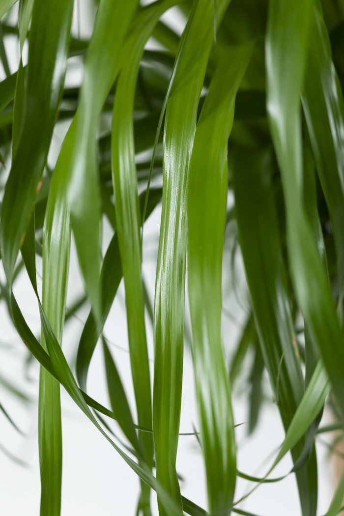 観葉植物 トックリラン ポニーテール（10号鉢）の写真9枚目