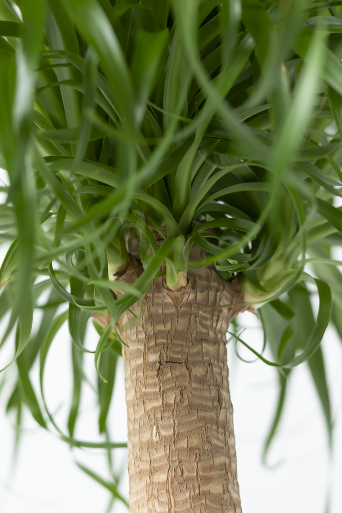 観葉植物 トックリラン ポニーテール（10号鉢）の写真10枚目