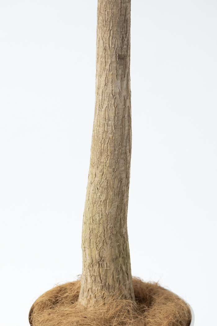 観葉植物 トックリラン ポニーテール（10号鉢）の写真11枚目