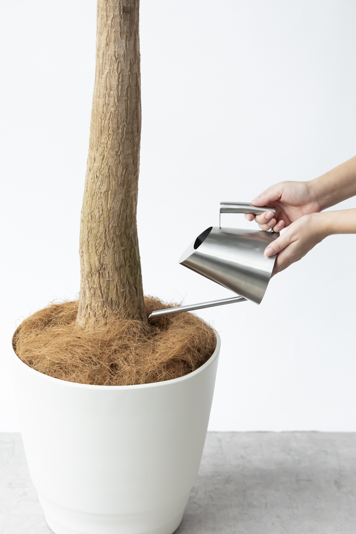 観葉植物 トックリラン ポニーテール（10号鉢）の写真13枚目