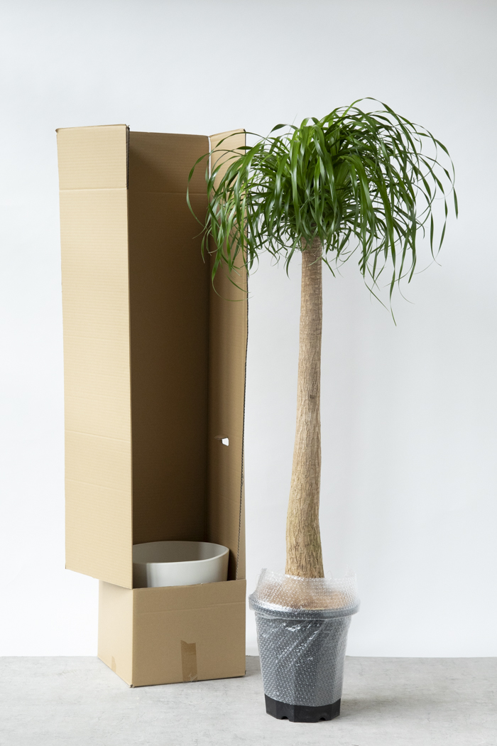 観葉植物 トックリラン ポニーテール（10号鉢）の写真14枚目