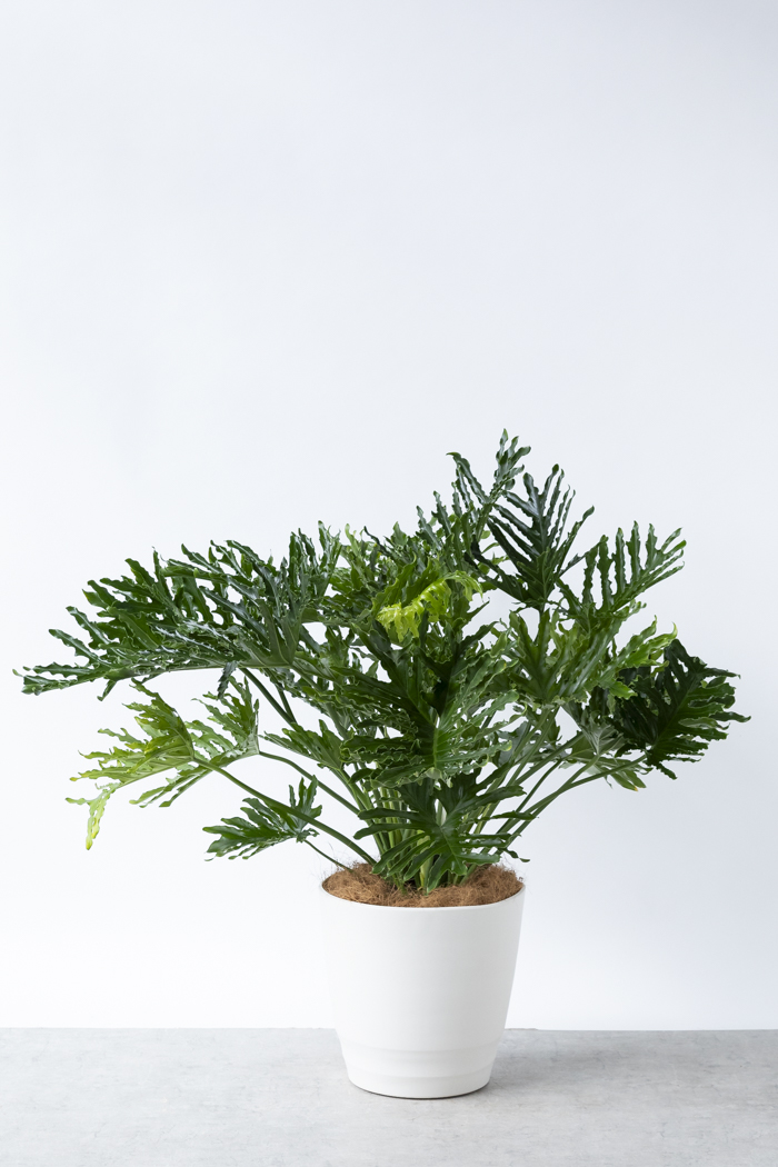 観葉植物 フィロデンドロン ホープ（10号鉢）の写真1枚目