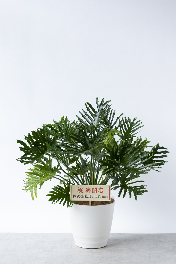 観葉植物 フィロデンドロン ホープ（10号鉢）｜HanaPrime（ハナプライム）