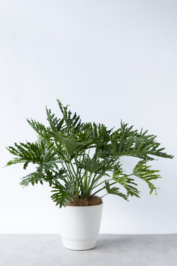 観葉植物 フィロデンドロン ホープ（10号鉢）の写真3枚目