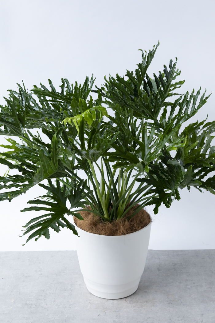 観葉植物 フィロデンドロン ホープ（10号鉢）の写真4枚目