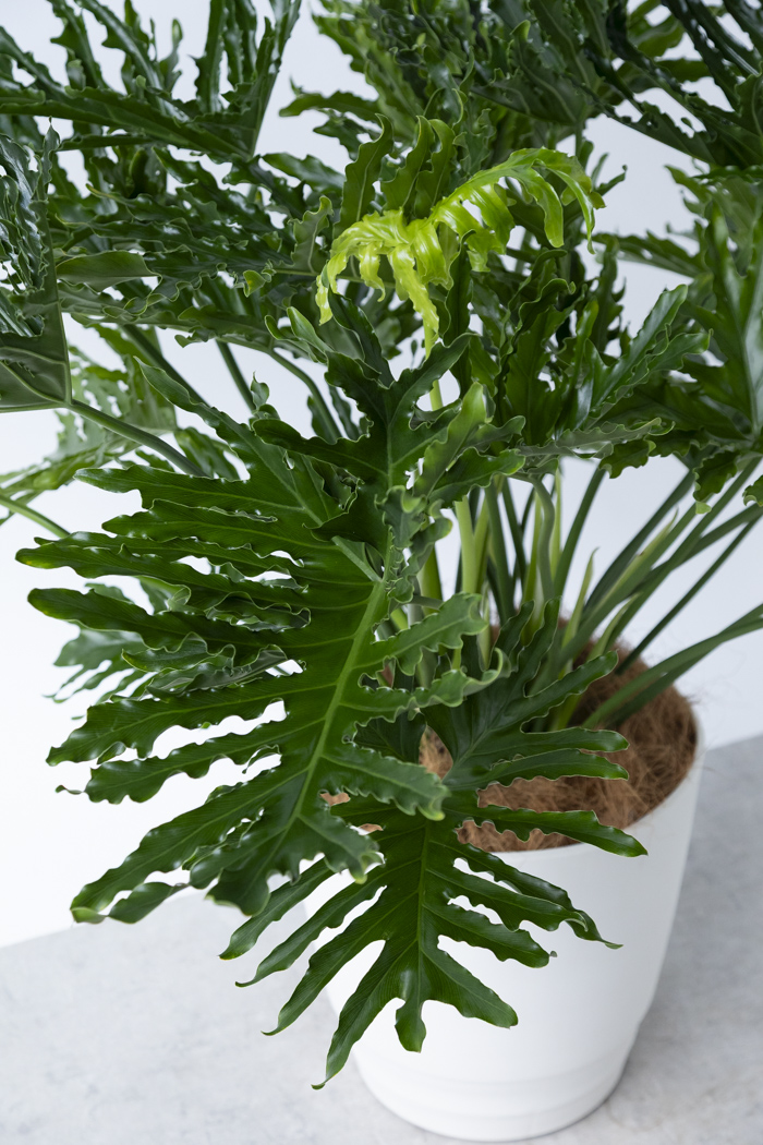 観葉植物 フィロデンドロン ホープ（10号鉢）の写真6枚目