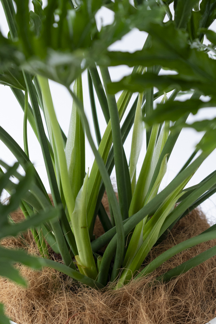 観葉植物 フィロデンドロン ホープ（10号鉢）の写真9枚目