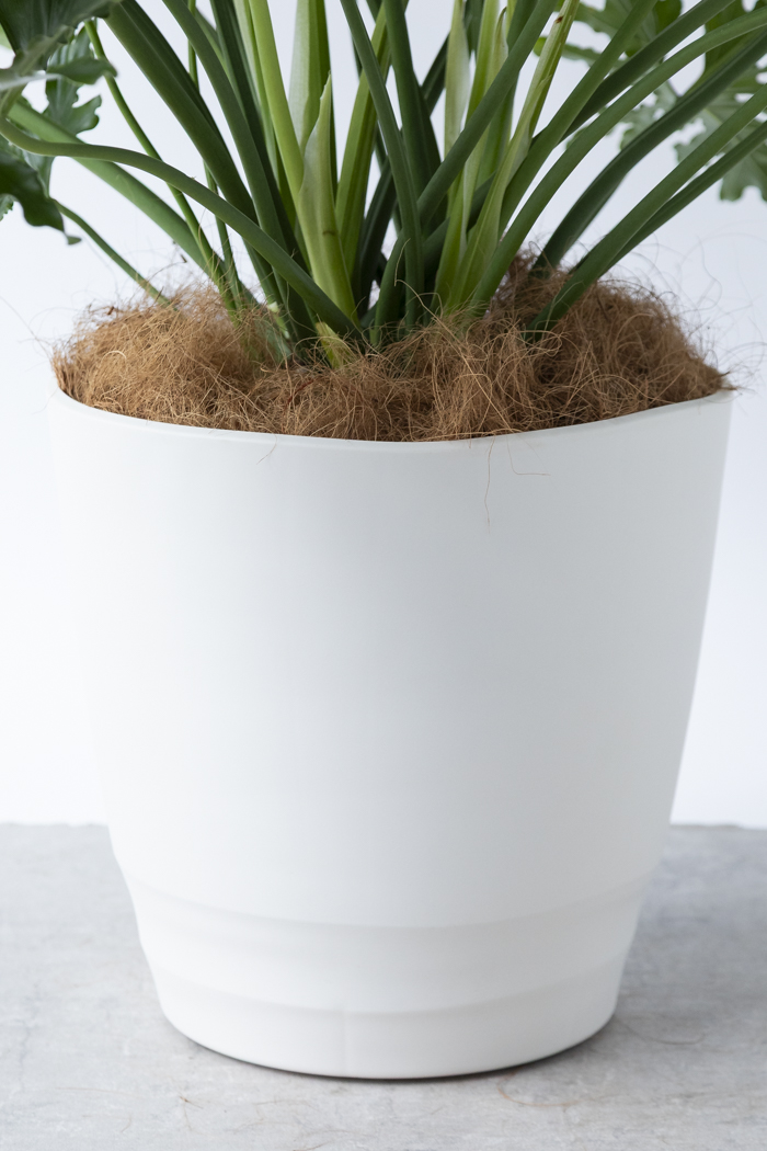 観葉植物 フィロデンドロン ホープ（10号鉢）の写真10枚目