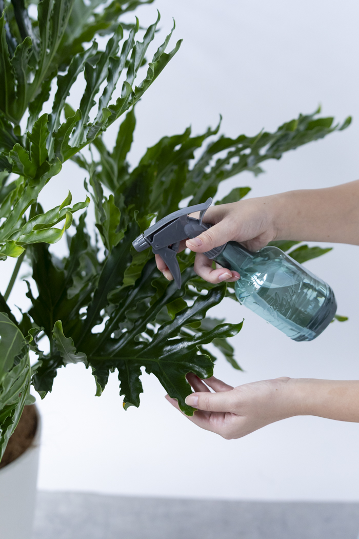 観葉植物 フィロデンドロン ホープ（10号鉢）の写真11枚目