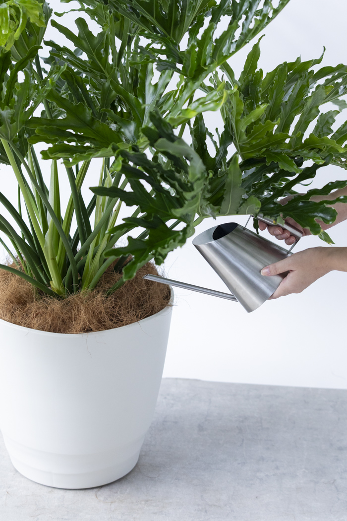 観葉植物 フィロデンドロン ホープ（10号鉢）の写真12枚目