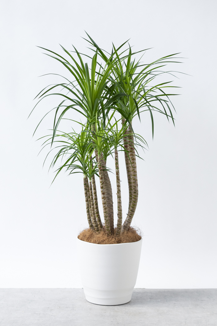 観葉植物 ドラセナ カンボジアーナ（10号鉢）の写真1枚目