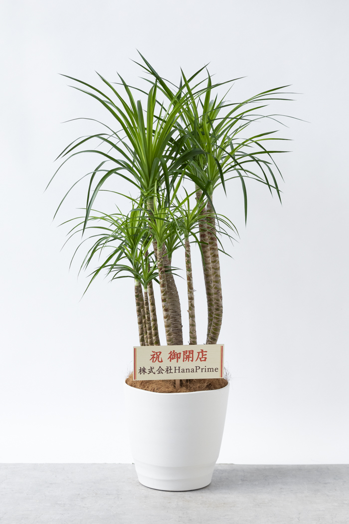 観葉植物 ドラセナ カンボジアーナ（10号鉢）の写真2枚目