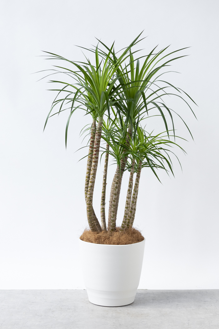 観葉植物 ドラセナ カンボジアーナ（10号鉢）の写真3枚目