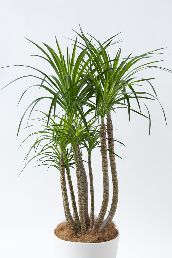 観葉植物 ドラセナ カンボジアーナ（10号鉢）の写真4枚目