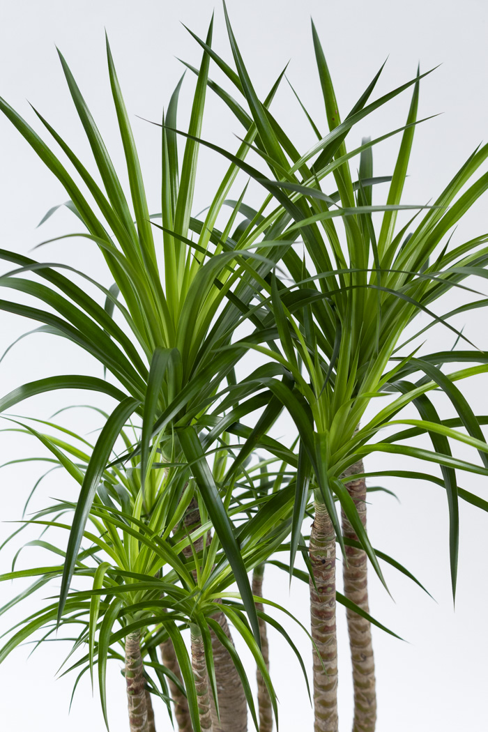 観葉植物 ドラセナ カンボジアーナ（10号鉢）｜HanaPrime（ハナプライム）