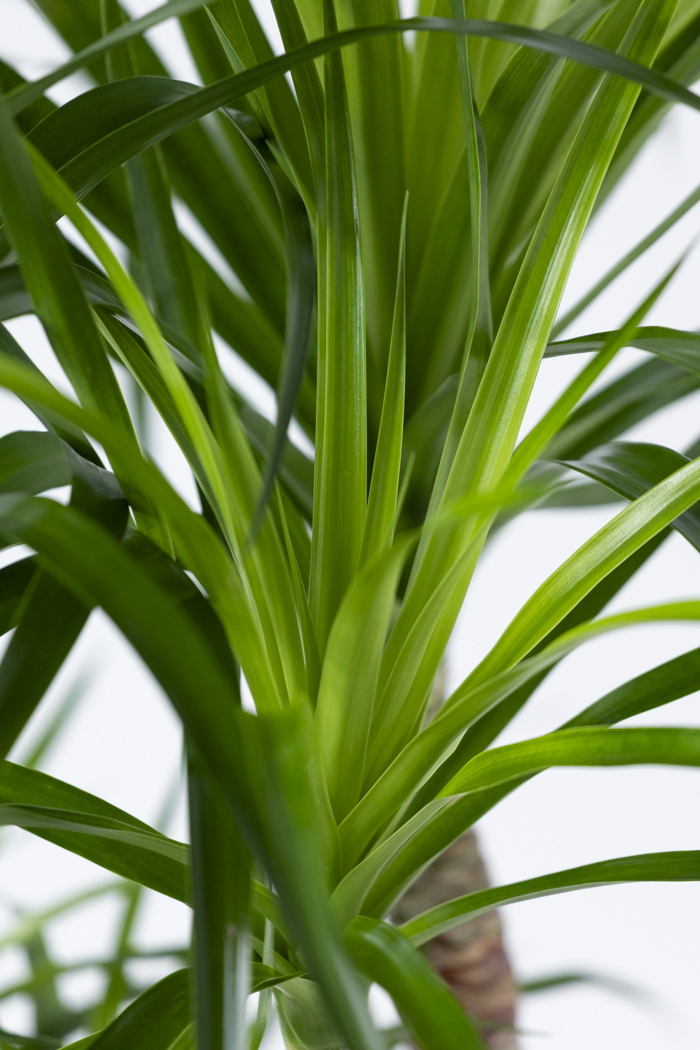 観葉植物 ドラセナ カンボジアーナ（10号鉢）の写真6枚目