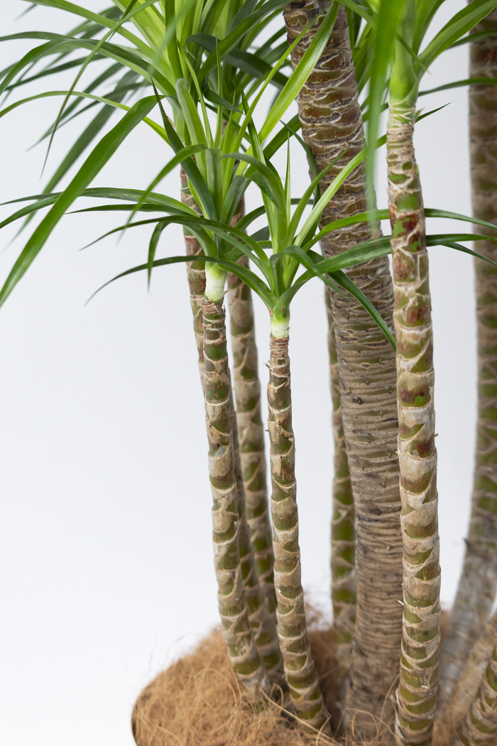 観葉植物 ドラセナ カンボジアーナ（10号鉢）｜HanaPrime（ハナプライム）