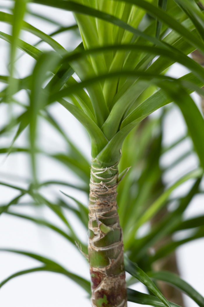 観葉植物 ドラセナ カンボジアーナ（10号鉢）｜HanaPrime（ハナプライム）