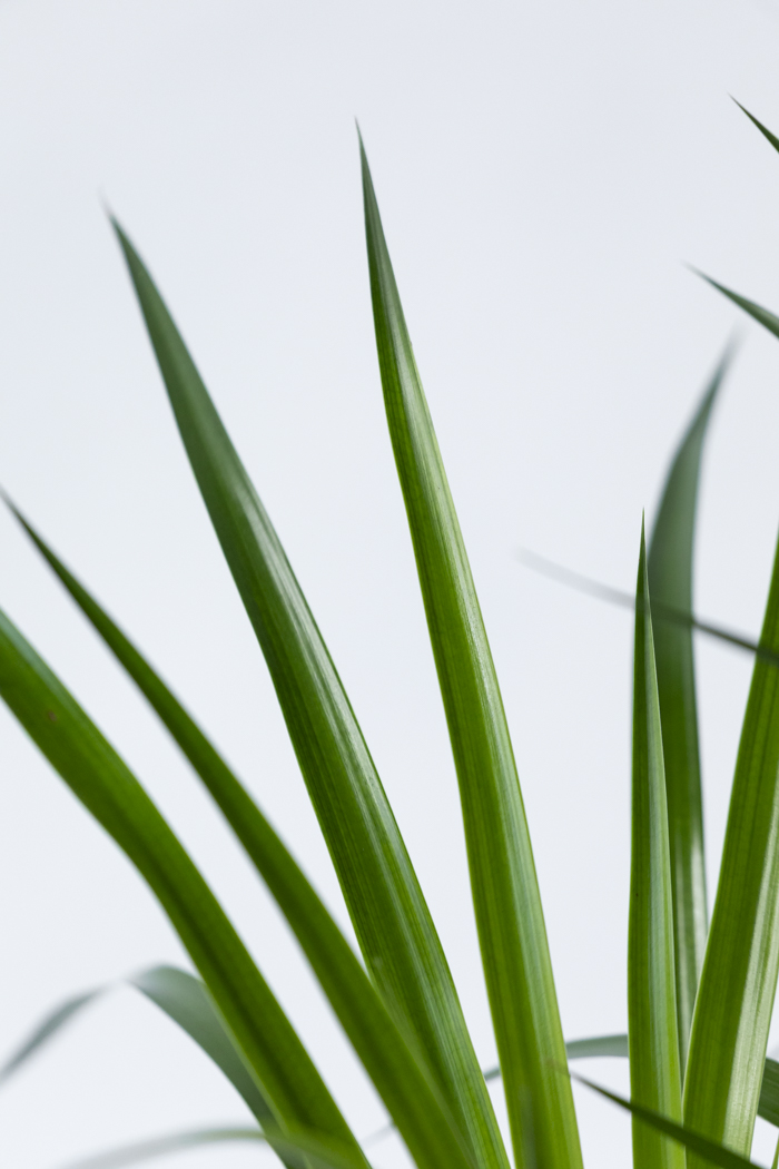 観葉植物 ドラセナ カンボジアーナ（10号鉢）の写真9枚目