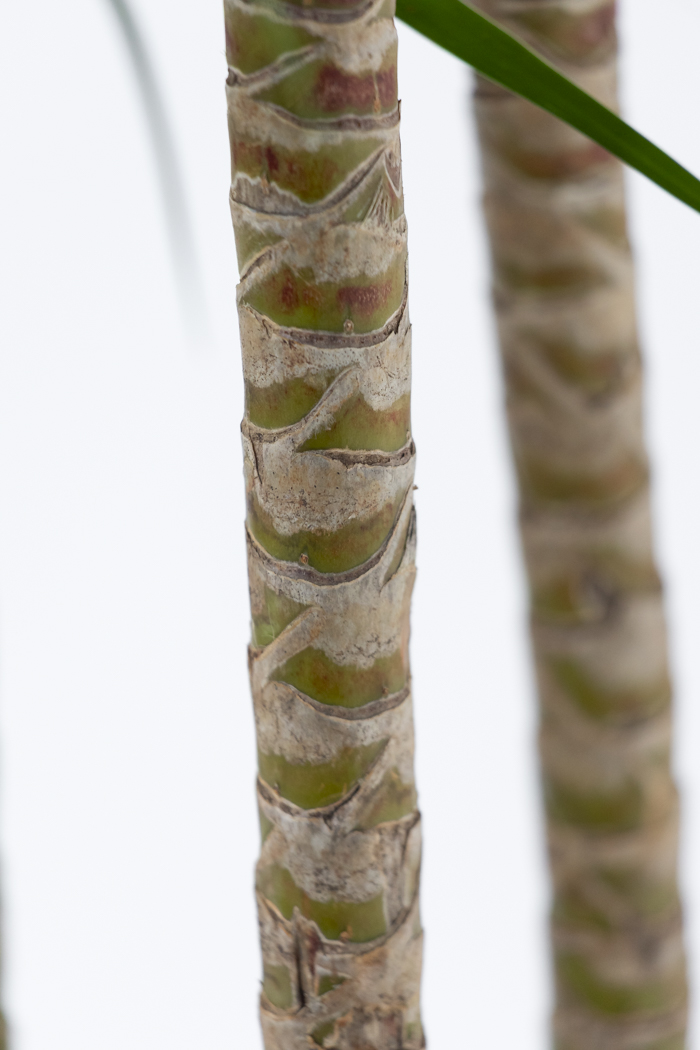 観葉植物 ドラセナ カンボジアーナ（10号鉢）の写真10枚目
