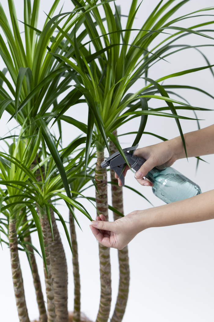 観葉植物 ドラセナ カンボジアーナ（10号鉢）の写真11枚目