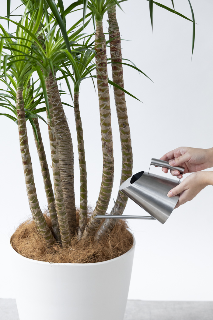 観葉植物 ドラセナ カンボジアーナ（10号鉢）の写真12枚目