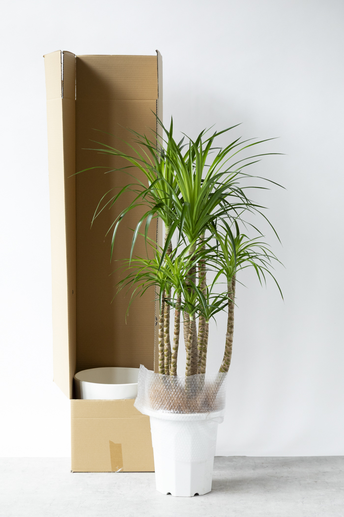 観葉植物 ドラセナ カンボジアーナ（10号鉢）の写真13枚目