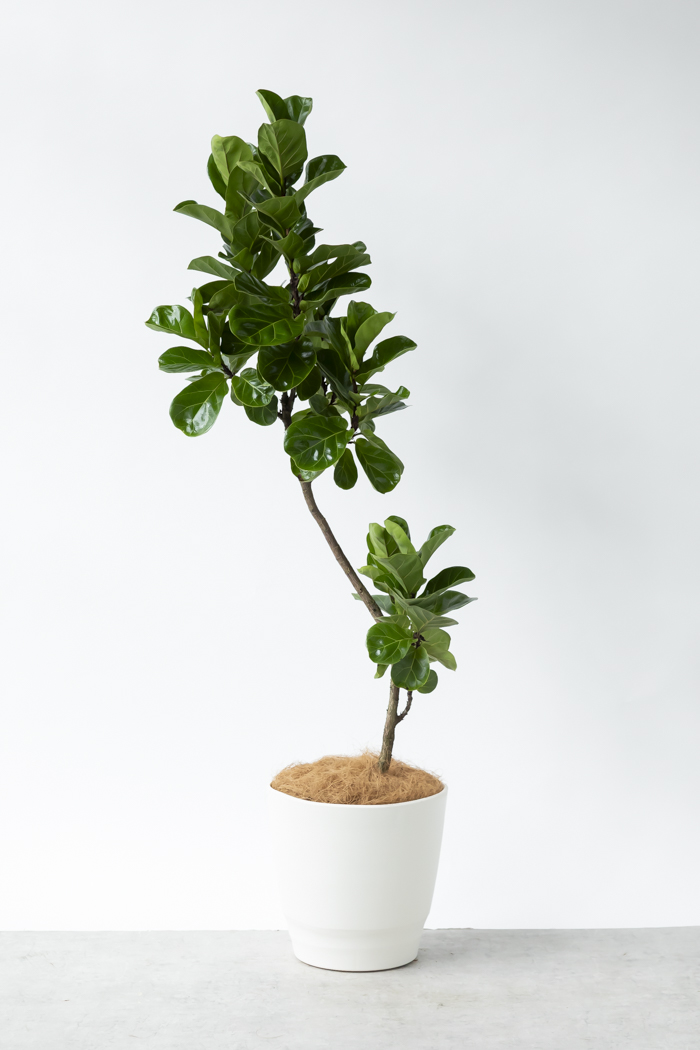 観葉植物 カシワバゴム バンビーノ曲がり（10号鉢）