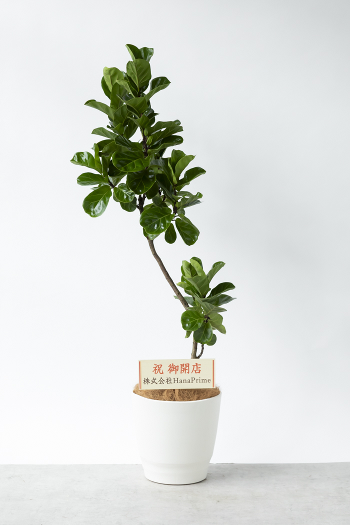 観葉植物 カシワバゴム バンビーノ曲がり（10号鉢）