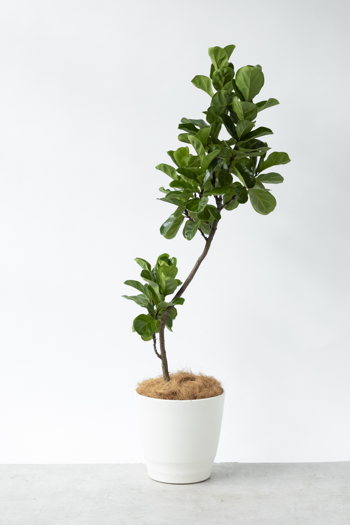 観葉植物 カシワバゴム バンビーノ曲がり（10号鉢）の写真3枚目