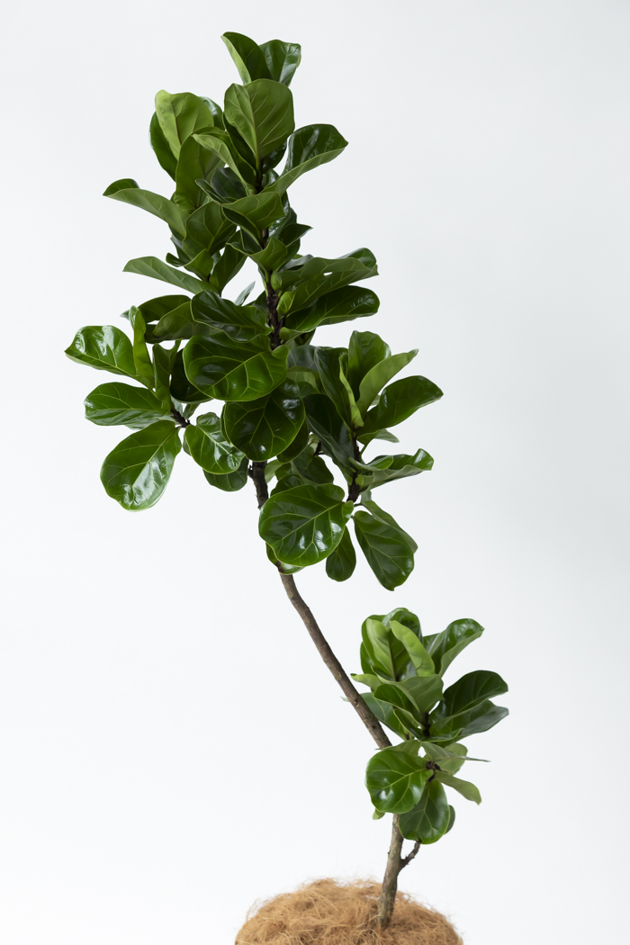 観葉植物 カシワバゴム バンビーノ曲がり（10号鉢）の写真4枚目