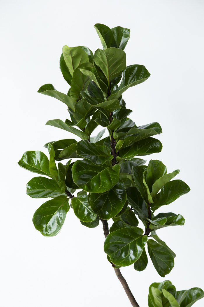 観葉植物 カシワバゴム バンビーノ曲がり（10号鉢）の写真5枚目