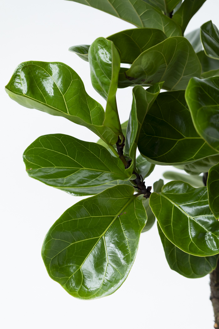 観葉植物 カシワバゴム バンビーノ曲がり（10号鉢）の写真6枚目