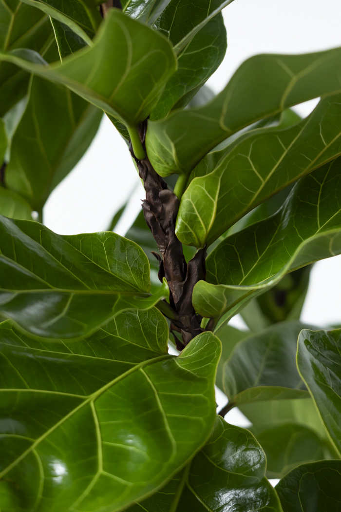 カシワバゴム バンビーノ 10号 観葉植物 カシワバゴム バンビーノ曲がり（10号鉢）｜HanaPrime（ハナ