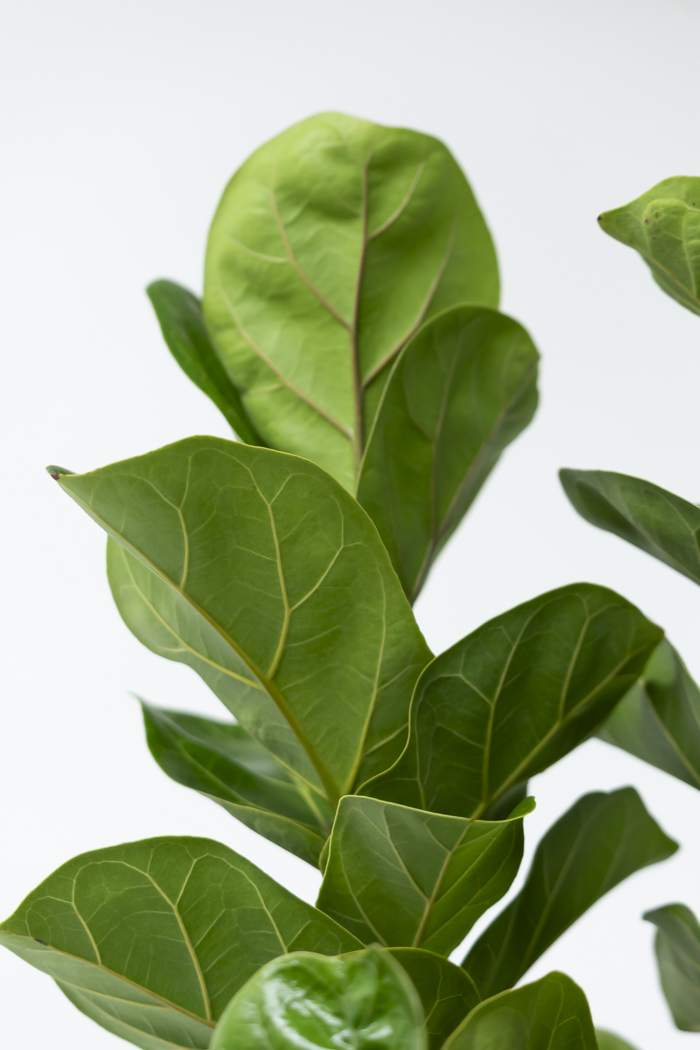 観葉植物 カシワバゴム バンビーノ曲がり（10号鉢）｜HanaPrime（ハナ