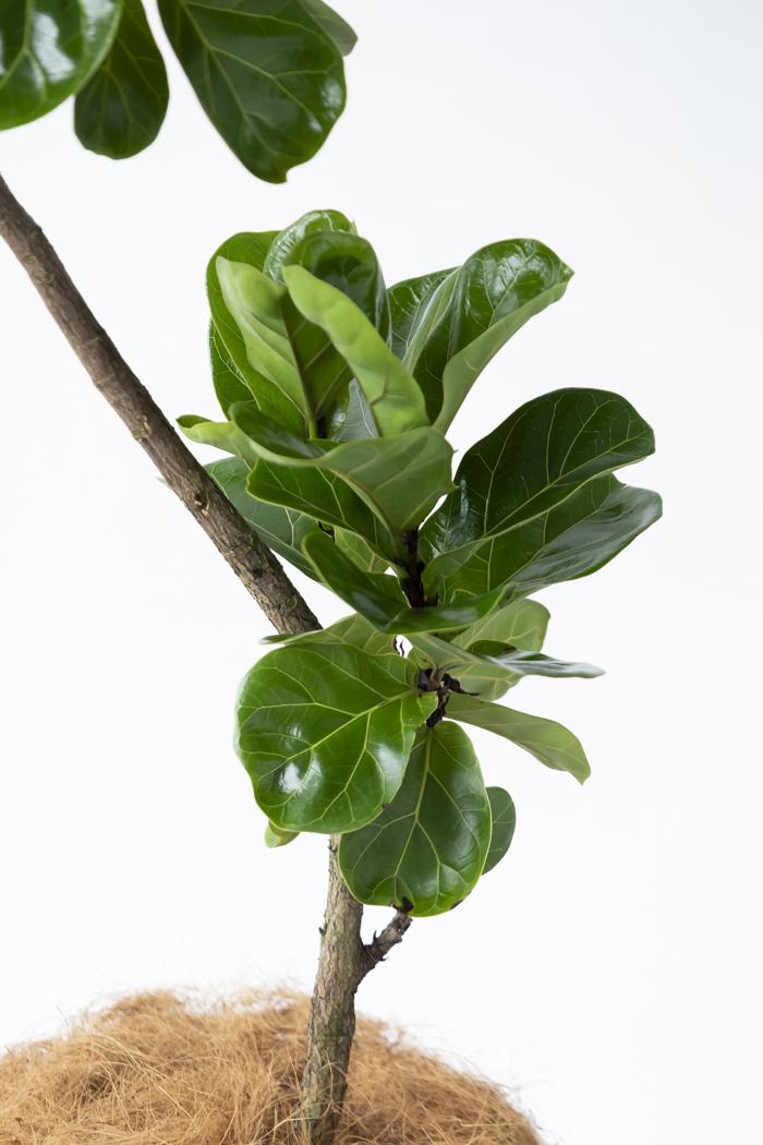 観葉植物 カシワバゴム バンビーノ曲がり（10号鉢）の写真9枚目