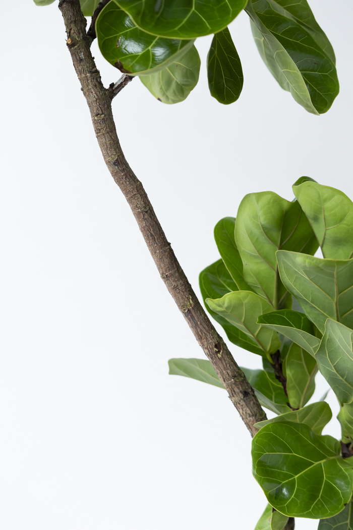 観葉植物 カシワバゴム バンビーノ曲がり（10号鉢）の写真10枚目