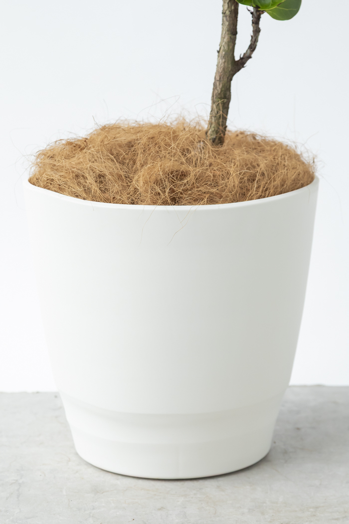 カシワバゴム バンビーノ 10号 観葉植物 カシワバゴム バンビーノ曲がり（10号鉢）｜HanaPrime（ハナ