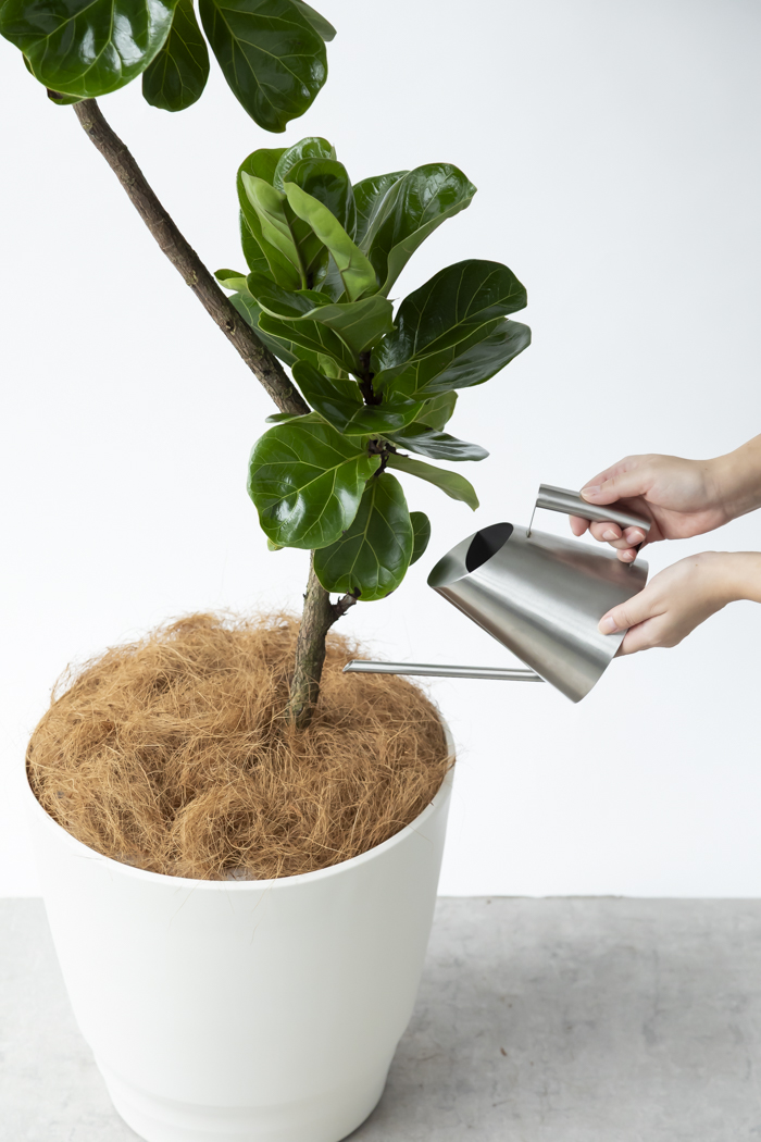 観葉植物 カシワバゴム バンビーノ曲がり（10号鉢）の写真13枚目