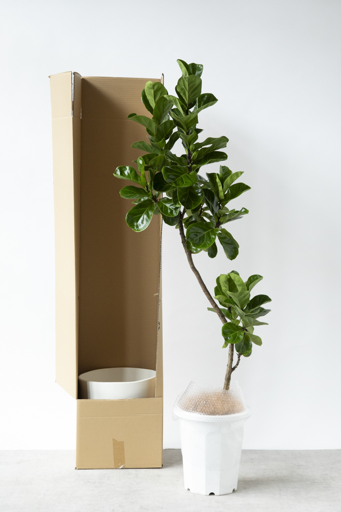 観葉植物 カシワバゴム バンビーノ曲がり（10号鉢）の写真14枚目