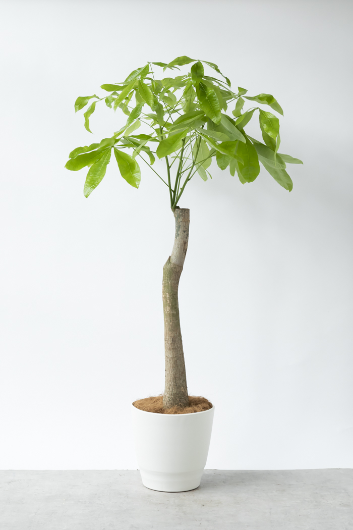 観葉植物 パキラ ムーンライト 一点もの（10号鉢）の写真1枚目