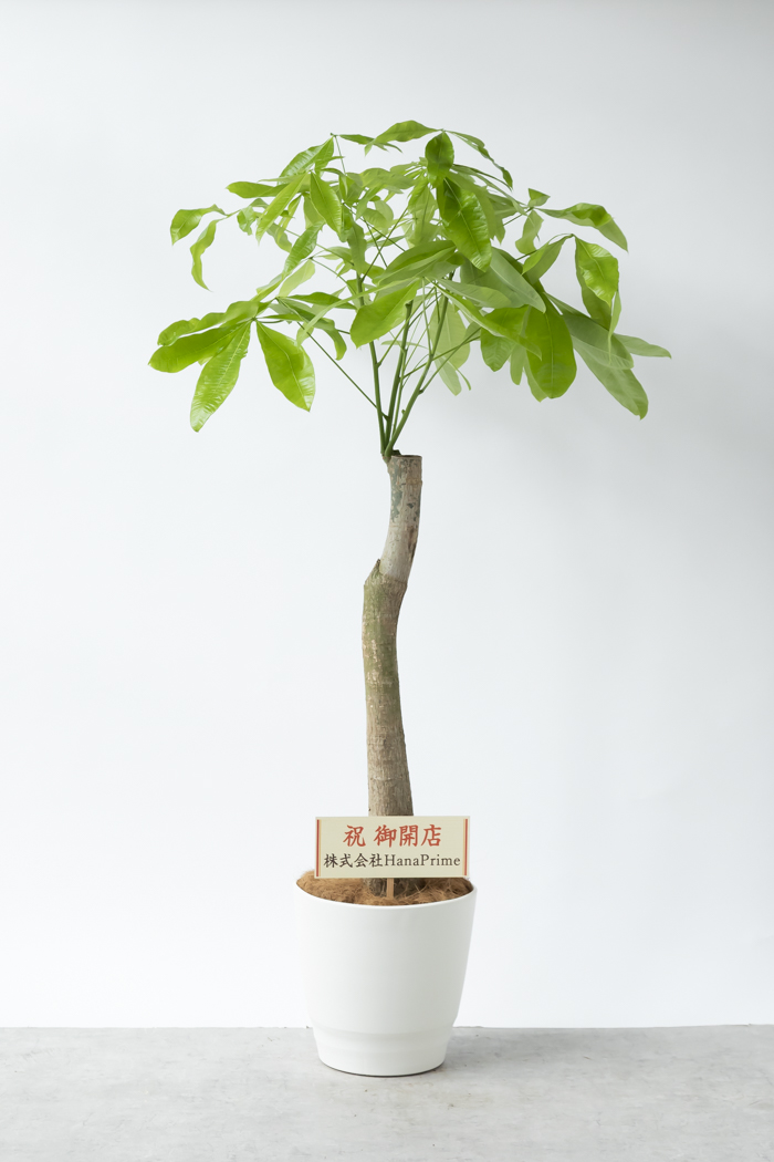 観葉植物 パキラ ムーンライト 一点もの（10号鉢）の写真2枚目