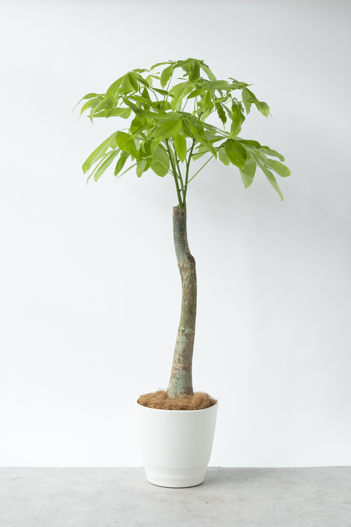 観葉植物 パキラ ムーンライト 一点もの（10号鉢）の写真3枚目